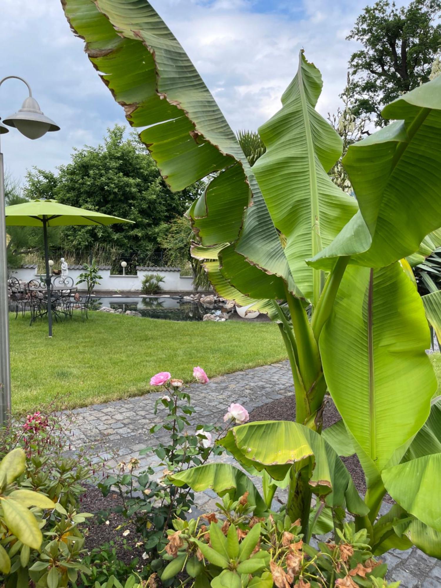 Ferienwohnung Am Pferdemarkt Konz Exteriör bild
